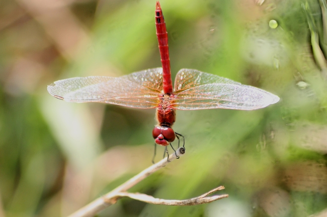 libellula da ID2